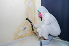 Best Mold Damage Restoration  in Queens, NY